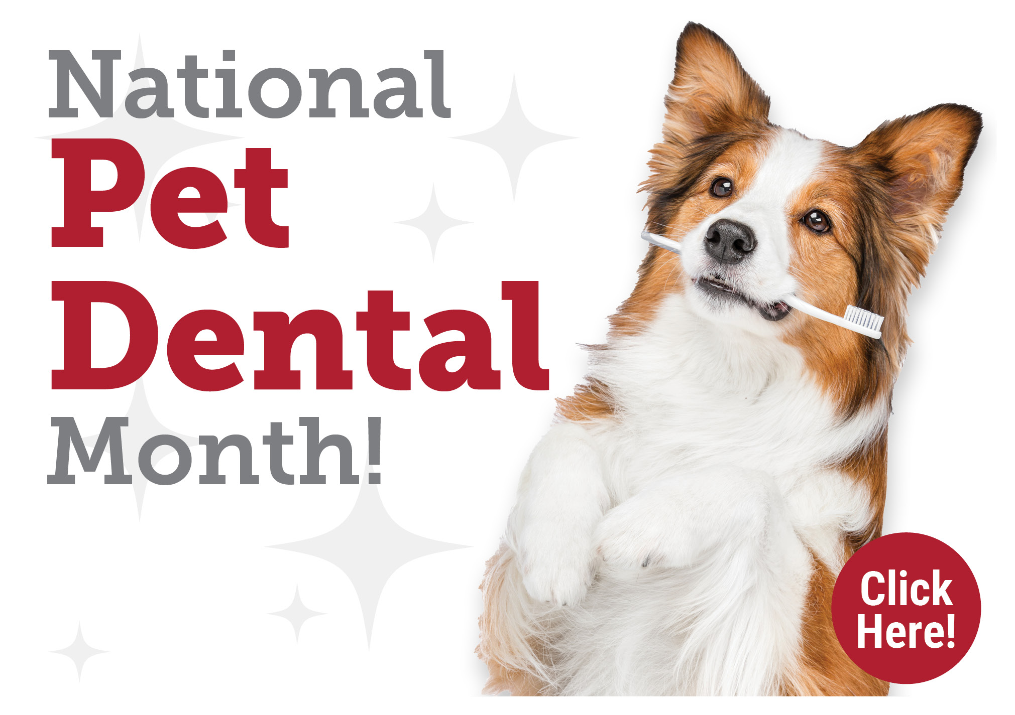 pet dental month